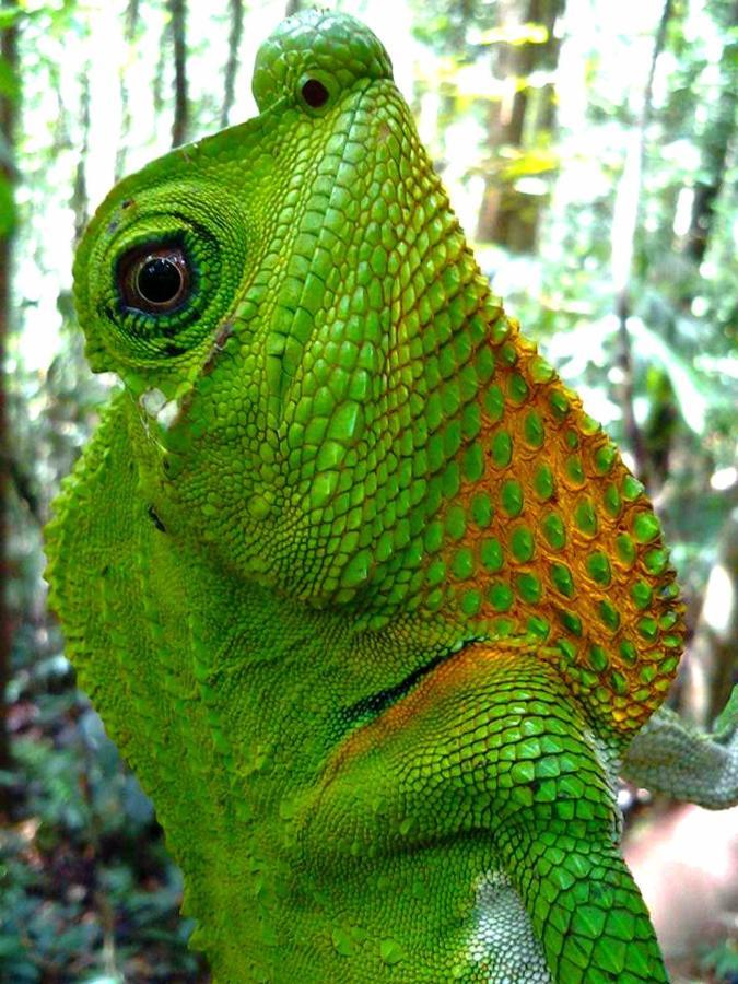 Rainforest River Bay 데니야야 외부 사진