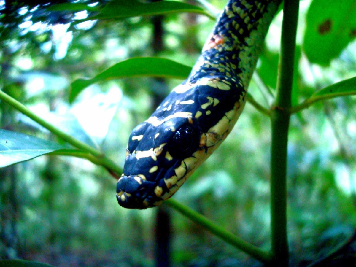 Rainforest River Bay 데니야야 외부 사진