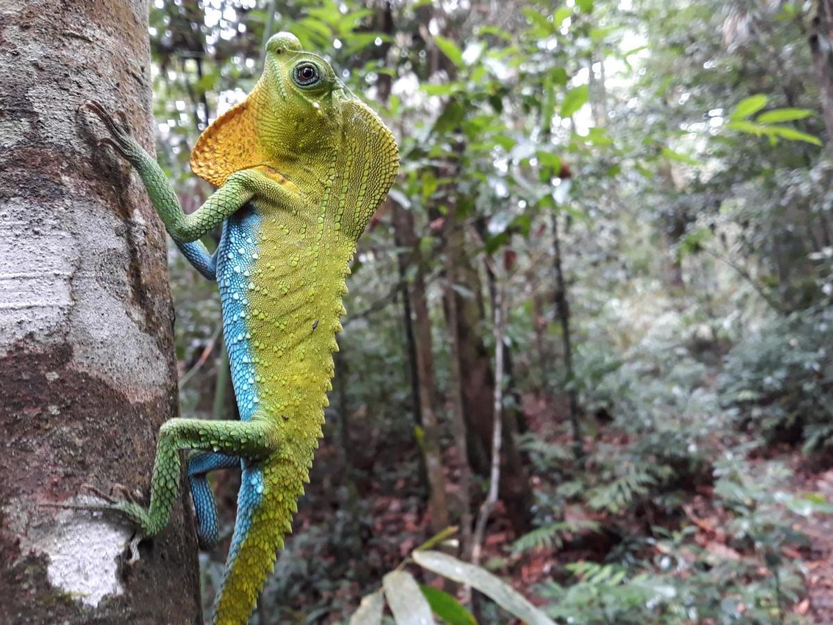 Rainforest River Bay 데니야야 외부 사진