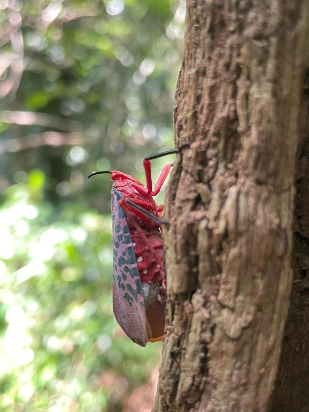 Rainforest River Bay 데니야야 외부 사진